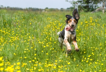 Dog Health