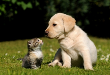 Dog Health