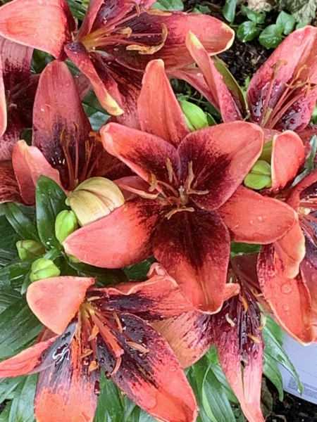 Anger is a Communicator - Rage is a Destroyer